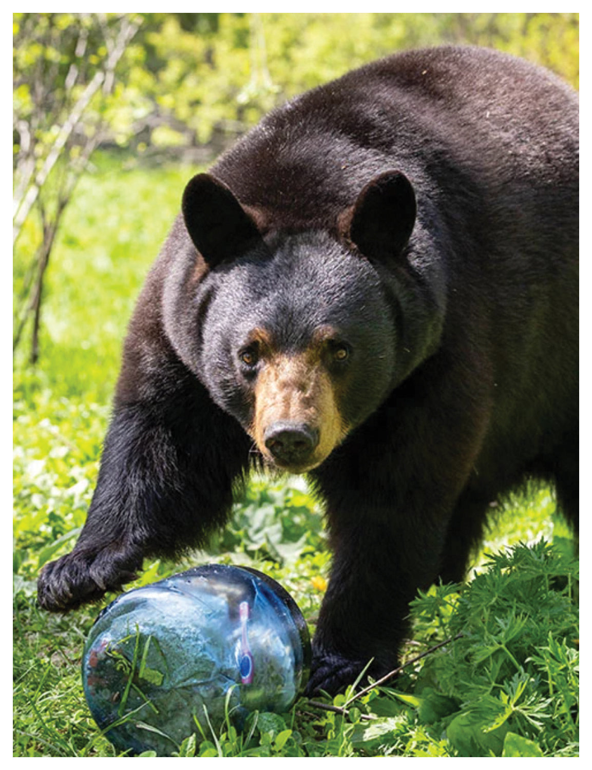 Bearvault BV450 Bear-Resistant Food Canister - Pack of 2